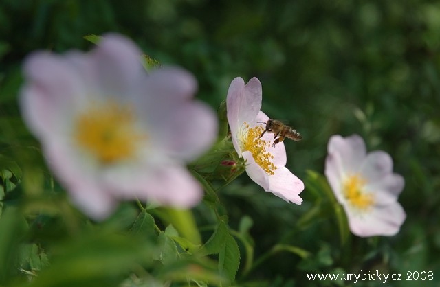 dsc_2669_sipkova_ruze dsc_2669_sipkova_ruze