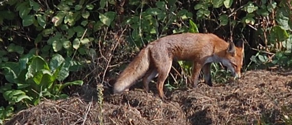 080929_dsc_8495_liska1