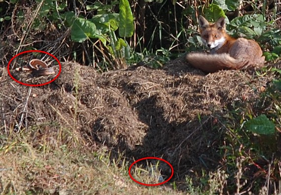 080929_dsc_8499_liska2a