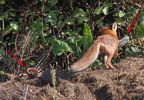 080929_dsc_8500_liska3a