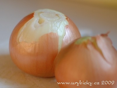 dsc_3021_cibule_400_w dsc_3021_cibule_400_w