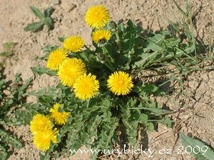 dsc_3058_pampelisky_300_w dsc_3058_pampelisky_300_w