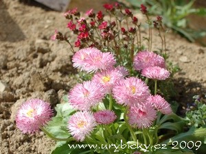 dsc_3061_sedmik_300_w dsc_3061_sedmik_300_w