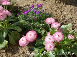 dsc_3063_sedmik_300_w dsc_3063_sedmik_300_w