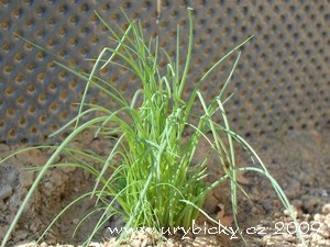 dsc_3072_pazitka_w dsc_3072_pazitka_w