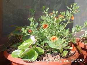 dsc_3076_kvetinac_300_w dsc_3076_kvetinac_300_w