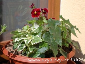 dsc_3079_kvetinac_300_w dsc_3079_kvetinac_300_w