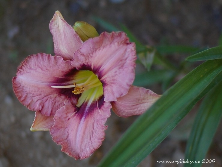 dsc_4596_denivka_740_wod dsc_4596_denivka_740_wod