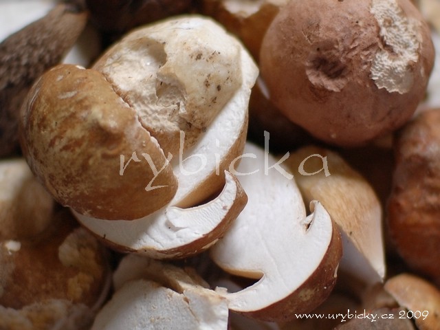 dsc_5008_hriby_640_wod dsc_5008_hriby_640_wod