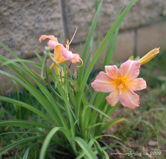 090717_dsc_6069_nova_denivka_640_wod 090717_dsc_6069_nova_denivka_640_wod