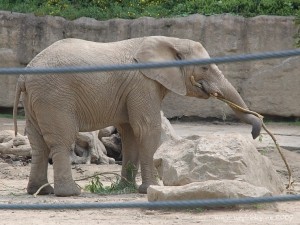 dsc_5330_slonice_wod dsc_5330_slonice_wod