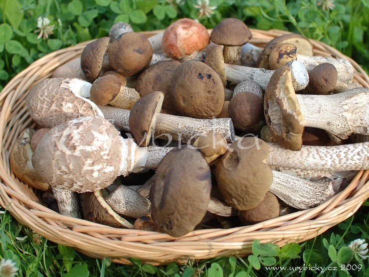 dsc_5638_hriby_740_wod dsc_5638_hriby_740_wod