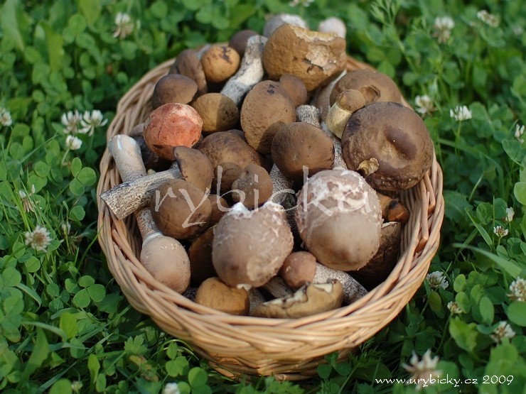 dsc_5655_hriby2_740_wod