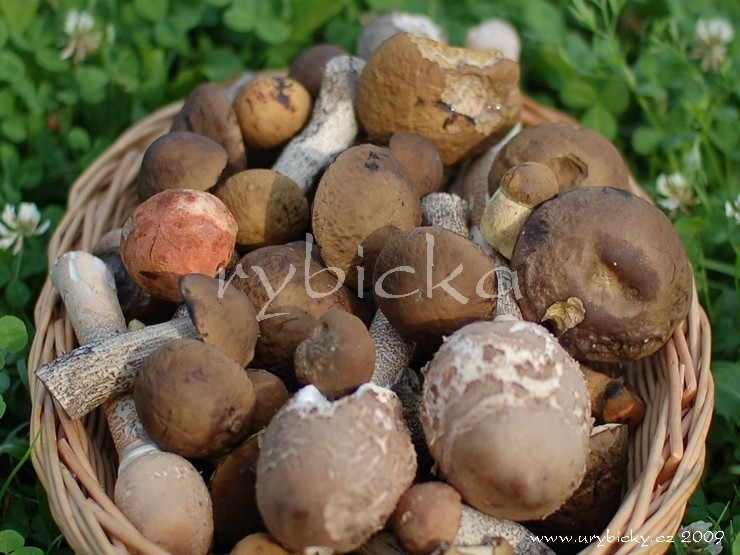 dsc_5655_hriby_740_wod