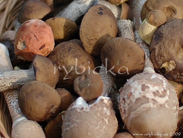 dsc_5663_hriby_detail_740_wod