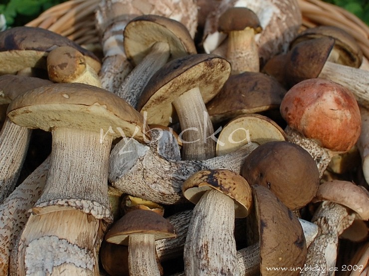 dsc_5668_hriby_740_wod
