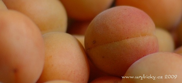 dsc_6500_mernky_640_2_wod dsc_6500_mernky_640_2_wod