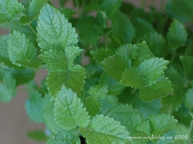 dsc_6539_medunka_640_wod