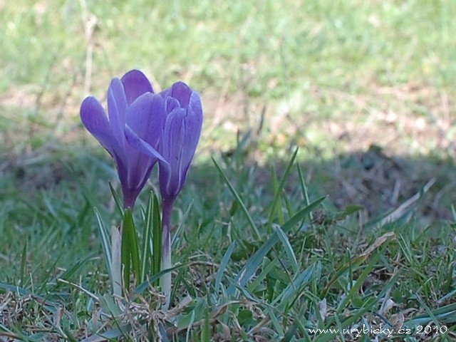 dsc_1705_krokus_640w dsc_1705_krokus_640w