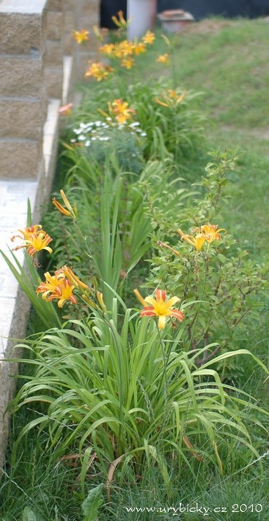 dsc_3296_denivkyvpredu_740w