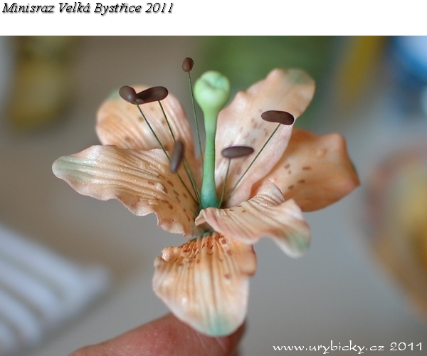 00dsc_8395_lilie_600ww2