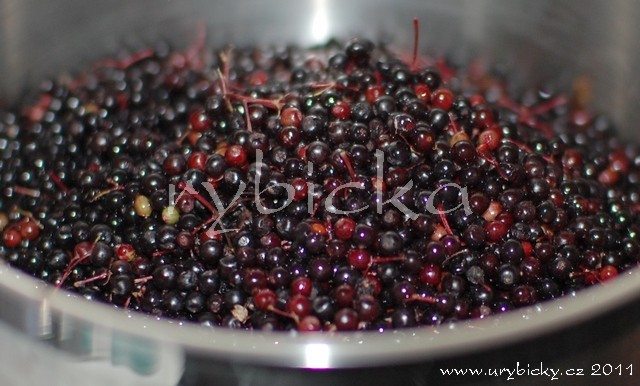 dsc_0334_kulicky_640w