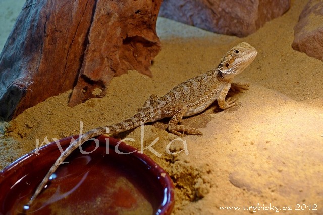 agama_honzik-i-small_640w agama_honzik-i-small_640w