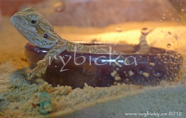 agama_honzik-ii-small_640w agama_honzik-ii-small_640w